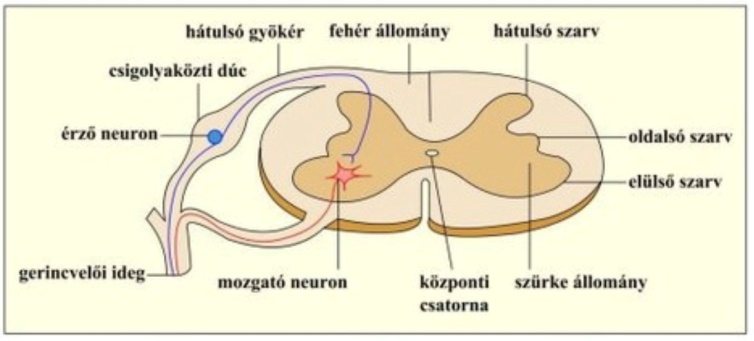 A gerincvelő keresztmetszete: fehér- és szürkeállomány, hátulsó és elülső szarv, mozgató és érző neuron